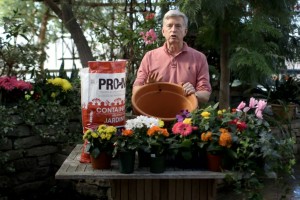 TorStar_flowers