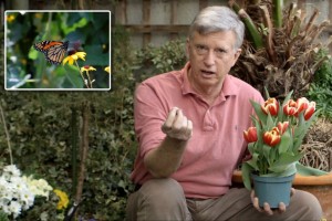TorStar_pollinators