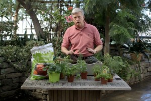 TorStar_veg